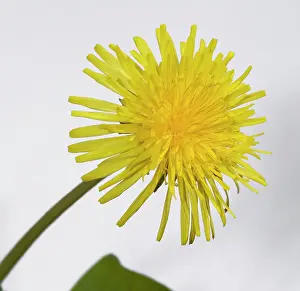 Eudicot: Dandelion