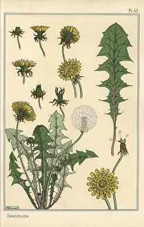 Grasset: Dandelion botanical study