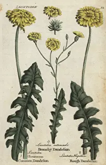 Principally: Dandelion, branchy dandelion, and rough hawkbit