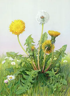 Marius: Dandelion ' with flowers and seed head