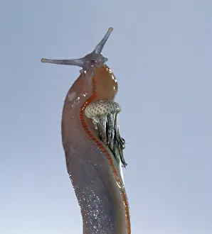 Gastropod: Slug