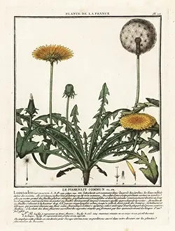 Plante De La France: Dandelion, Taraxacum campylodes