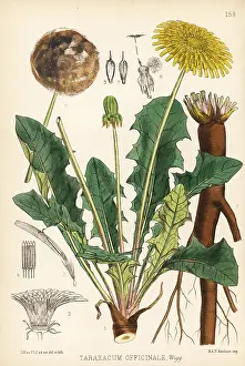 Hanhart: Dandelion, Taraxacum officinale