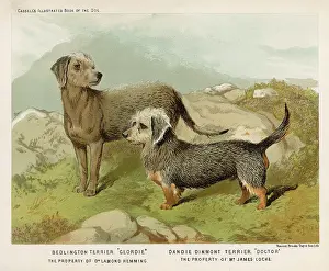 Dandie: DANDIE DINMONT AND BEDLINGTON