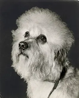 Dandie: Dandie Dinmont dog looking up