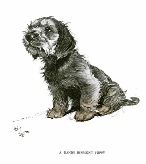 Dandie: Dandy Dinmont terrier puppy