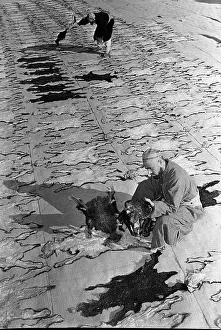 Drying: Danghara sovkhoz in Tajik SSR