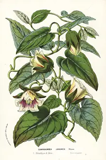 Serres: Dangshen, Codonopsis javanica