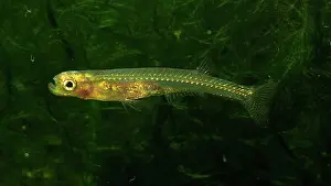 Cypriniform: Danionella dracula, minnow