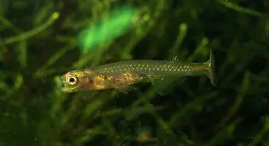 Cypriniform: Danionella dracula, minnow