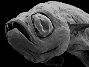 Scanning: Danionella dracula, minnow