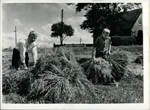 Fredensborg: Danish princes helping with the harvest