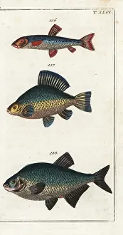 Bream: Danube gudgeon, crucian carp and bream