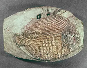 Lias: Dapedium orbicularis, fossil fish