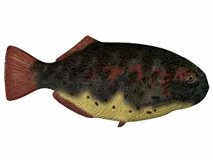 Ray Finned: Dapedius, an extinct species of primitive ray-finned fish