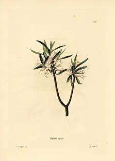 Alpina: Daphne alpina