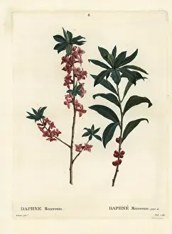 Spurge: Daphne or mezereon, Daphne mezereum
