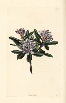 Collina: Daphne sericea