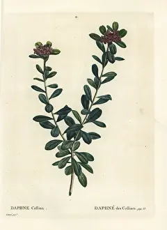Spurge: Daphne sericea
