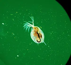 Flea: Daphnia, water flea