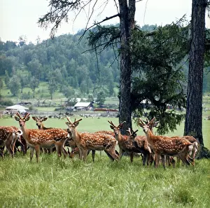 Dappled: Dappled deer, 1982