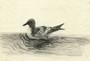 Procellariiformes: Daption capense, Cape petrel