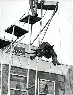 Foremost: Daredevils - Stunts