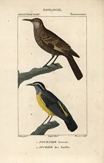 Patagonicus: Dark-bellied cinclodes, Cinclodes patagonicus