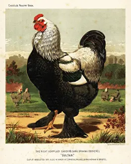Cockfighting: Dark Brahma cockerel