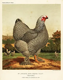 Cassell: Dark Brahma pullet