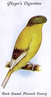 Canaries: Dark Crested Norwich Canary