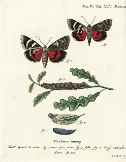 Underwing: Dark crimson underwing, Catocala sponsa