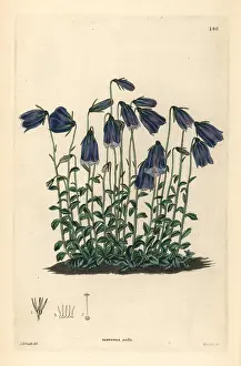 Campanula: Dark-flowered bellflower, Campanula pulla