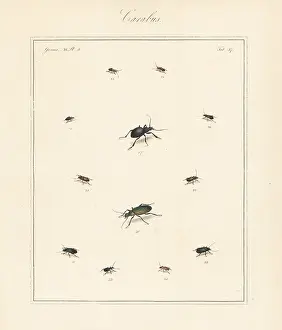 Obscurus: Dark harp ground beetle, granulate ground beetle, etc