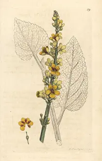 Nigrum: Dark mullein, Verbascum nigrum