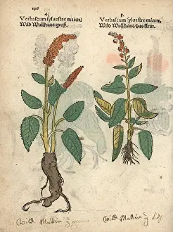 Lonicer: Dark mullein, Verbascum nigrum, varieties