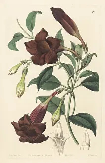 Nurseryman: Dark-purple echites, Echites atropurpurea