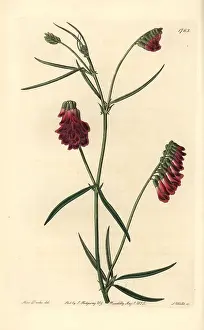 Vicia: Dark purple orobus, Vicia sicula
