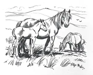 Mares: Dartmoor Ponies ? mare and foal