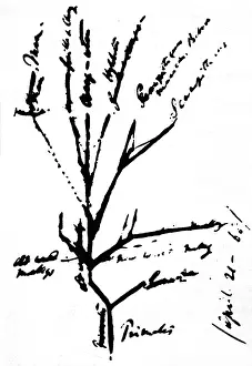 Ancestry: Darwin, Charles Robert, 12.2.1809 - 19.4.1882