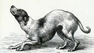 Submissive: Darwin, Charles Robert, 12.2.1809 - 19.4.1882