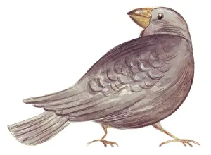 Darwins: Darwin finch