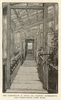 Downe: DARWIN/GREENHOUSE/1882