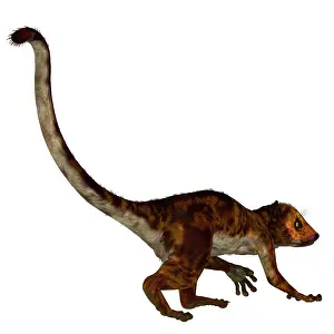 Eocene: Darwinius primate from the Eocene epoch
