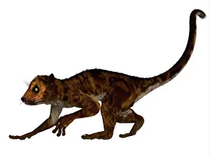 Eocene: Darwinius primate from the middle Eocene epoch