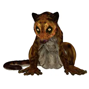 Eocene: Darwinius primate from the middle Eocene epoch