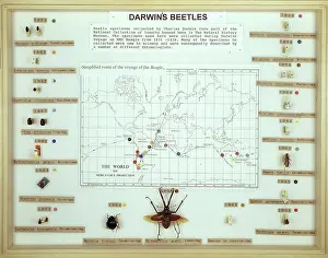 Lucaninae: Darwin's beetles