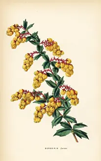 Berberis: Darwin's berberry, Berberis darwinii