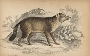 Lizars: Darwin's fox, Lycalopex fulvipes Critically endangered