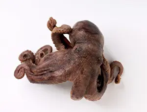 Octopod: Darwin's Octopus